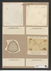 Triceratium harrisonianum Norm. et Grov. (de-Toni-Nr.: Genus 140, Species 3779) Zeichnungen Sammlung Grunow Nr. 7290 (NHMW-BOT-W0376313)